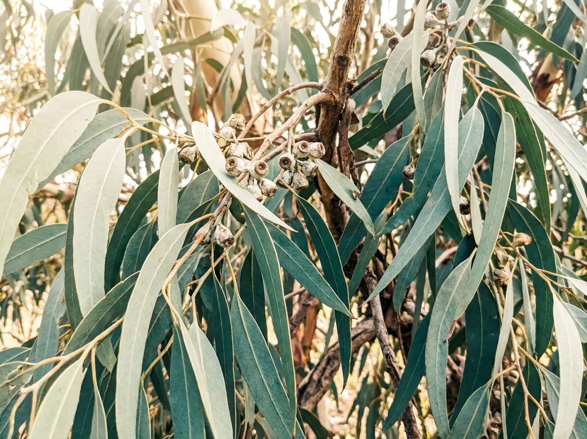 Mature blue gum eucalyptus foliage with long sickle-shaped leaves